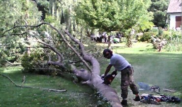 Renard Lagny sur Marne