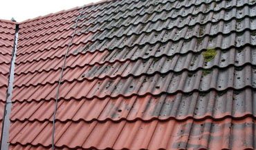 Renard Aulnay-sous-Bois