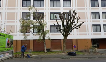 Renard Rosny-sous-Bois