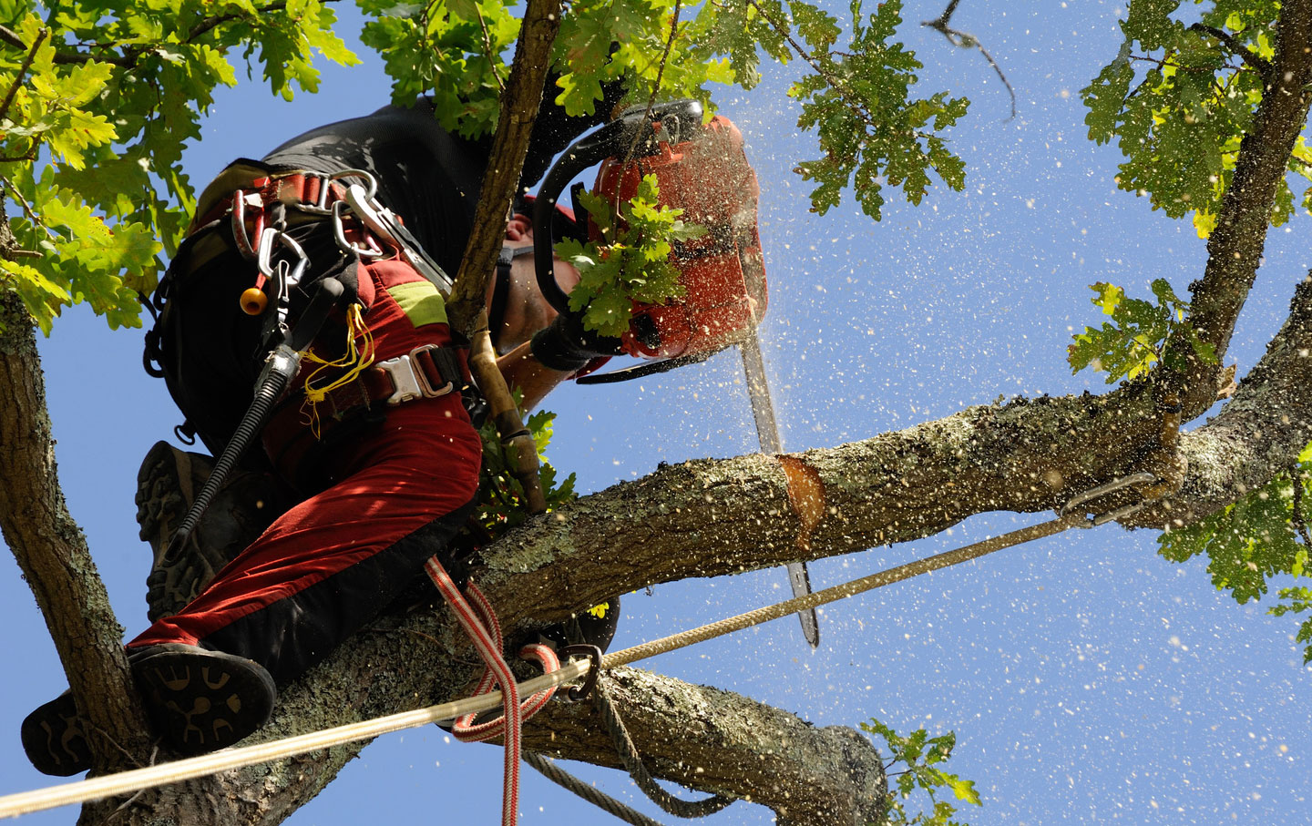 Renard Rosny-sous-Bois